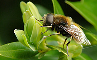 Bumblebee Hoverfly (Male, Eristalis intricaria)